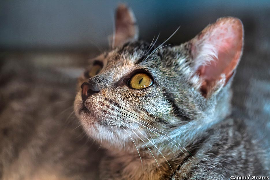 União Pet Brasil celebra 3 anos com uma ação de 3 mil castrações gratuitas em Natal